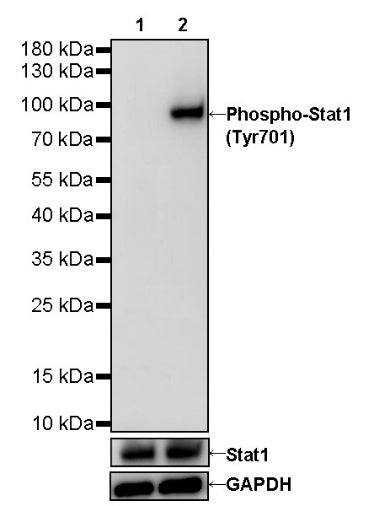Phospho-Stat1 (Tyr701) Recombinant Rabbit mAb (S-601-78)