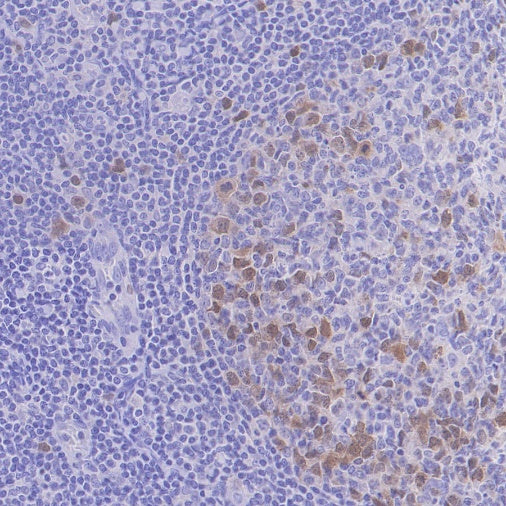 Cyclin A2 Recombinant Rabbit mAb (S-1873-103)