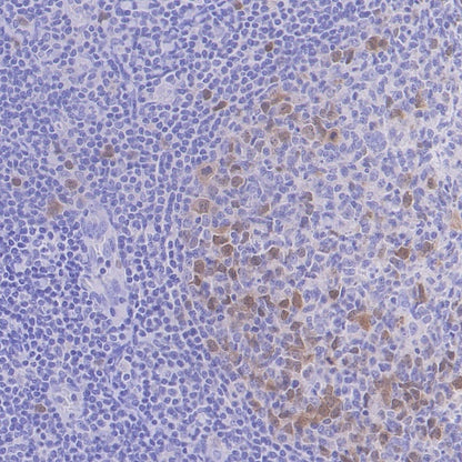 Cyclin A2 Recombinant Rabbit mAb (S-1873-103)