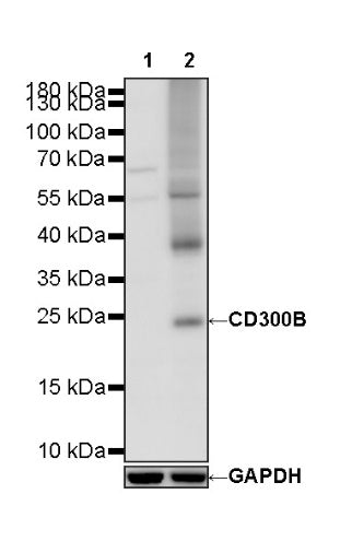 CD300B Recombinant Rabbit mAb (S-2937-112)
