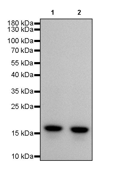 Histone H3 Recombinant Rabbit mAb (SDT-266-44)