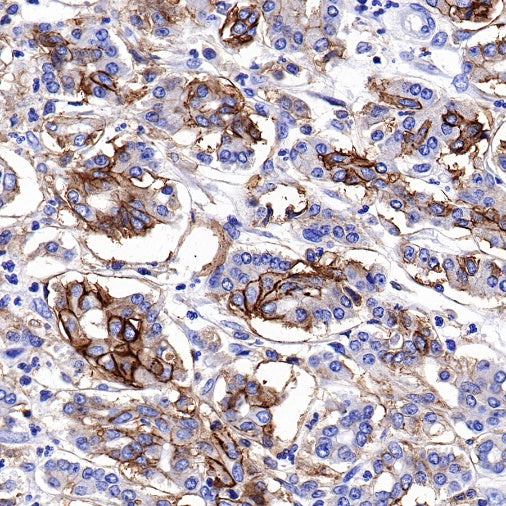 CD44 Recombinant Rabbit mAb (S-944-25)