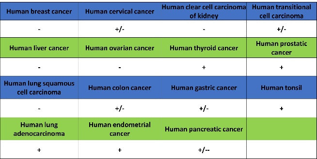 SEC23B Recombinant Rabbit mAb (S-1935-28)
