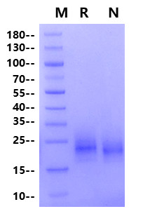 CD3 gamma His Tag Protein, Human