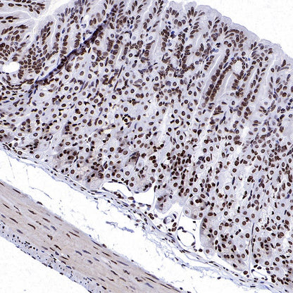 Histone H3 (di methyl K56) Recombinant Rabbit mAb (S-R427)
