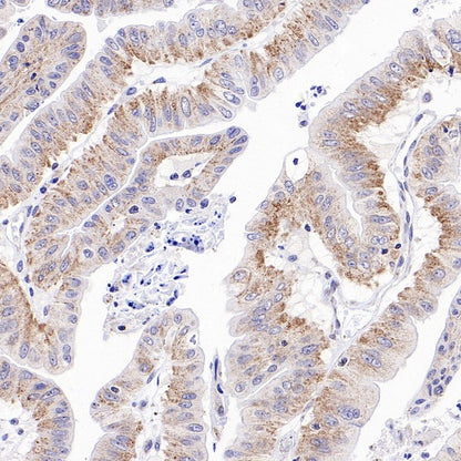 DLST Rabbit Polyclonal Antibody