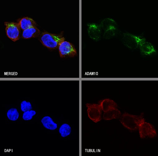 ADAM10 Rabbit polyclonal antibody