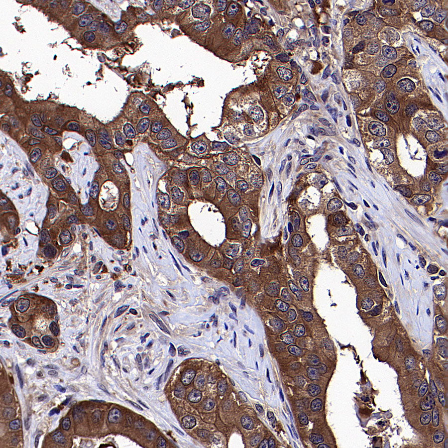 HSP90 Recombinant Mouse mAb (S-5484)