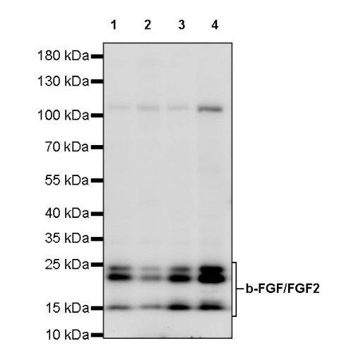 b-FGF/FGF2 Recombinant Rabbit mAb (S-1161-136)