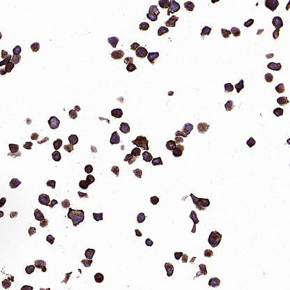 PTK7 Recombinant Rabbit mAb (SDT-2432-156)