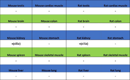 ARL13B Recombinant Rabbit mAb (S-2113-11)