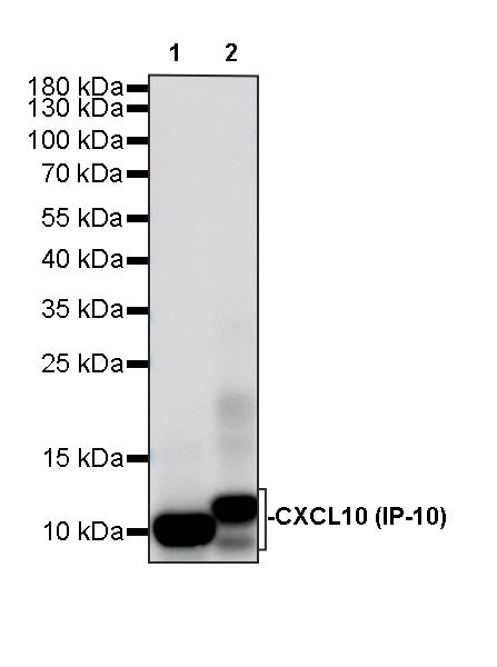Invivo anti-Mouse CXCL10 (IP-10) Recombinant mAb