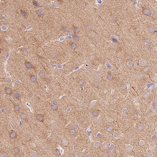 GPHN Recombinant Rabbit mAb (S-3167-63)