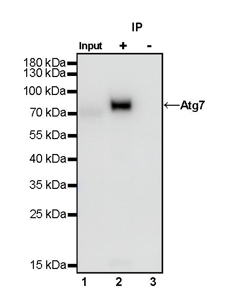 Atg7 Recombinant Rabbit mAb (S-R302)