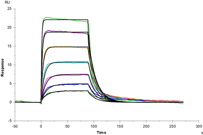 IL-7R alpha/CD127 His Tag Protein, Human