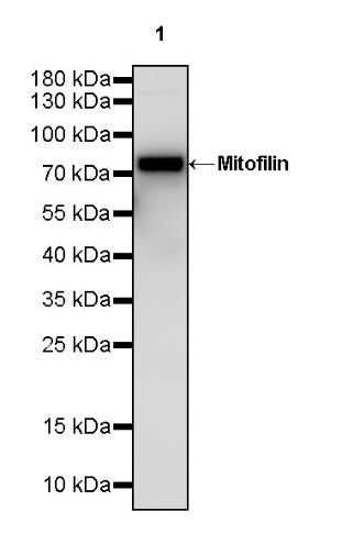 Mitofilin Recombinant Rabbit mAb (S-2277-37)