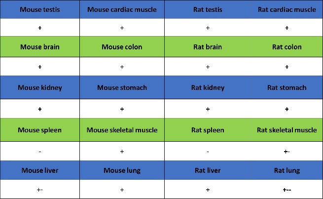 PDGFR alpha Recombinant Rabbit mAb (SDT-3353)