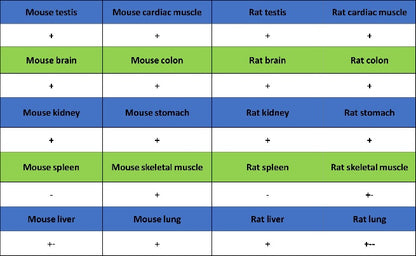 PDGFR alpha Recombinant Rabbit mAb (SDT-3353)