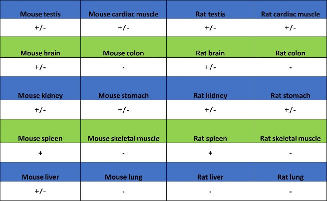 BANK1 Recombinant Rabbit mAb (SDT-2265-37)