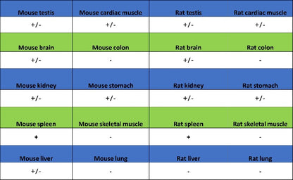 BANK1 Recombinant Rabbit mAb (SDT-2265-37)