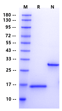 IL-17F Protein, Human