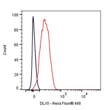 DLX5 Recombinant Rabbit mAb (S-2785-79)