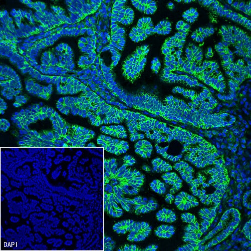 NaK-ATPase Recombinant Rabbit mAb (S-1373-39)