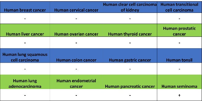Nanog Recombinant Rabbit mAb (S-1823-8)