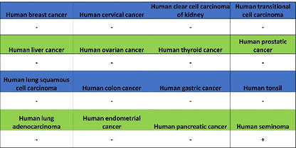 Nanog Recombinant Rabbit mAb (S-1823-8)