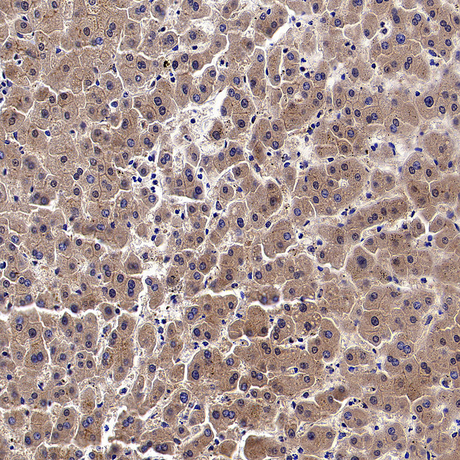 WSB1 Recombinant Rabbit mAb (S-3505-23)