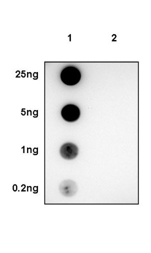 SOD2/MnSOD (acetyl K68) Rabbit Polyclonal Antibody