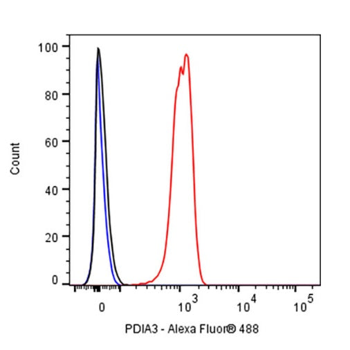 PDIA3 Rabbit Polyclonal Antibody