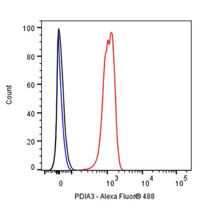 PDIA3 Rabbit Polyclonal Antibody