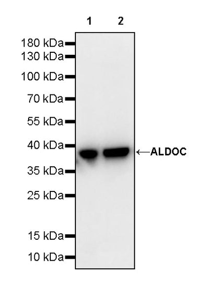ALDOC Rabbit Polyclonal Antibody