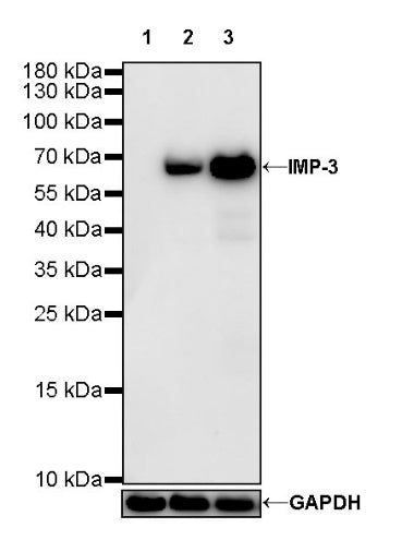 IMP-3 Recombinant Rabbit mAb (S-439-10)