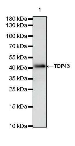 TDP43 Recombinant Rabbit mAb (S-R354)