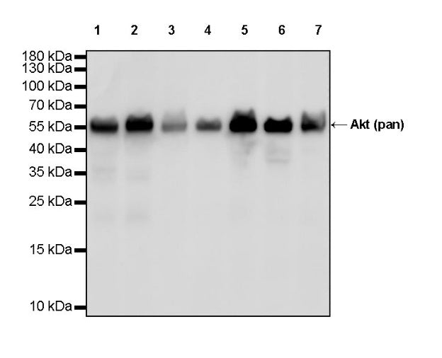 Akt (pan) Recombinant Rabbit mAb (S-652-20)