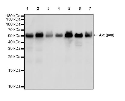 Akt (pan) Recombinant Rabbit mAb (S-652-20)