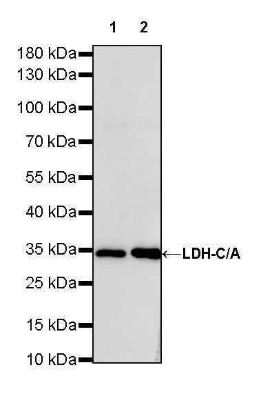 LDH-C/A Recombinant Rabbit mAb (S-R328)