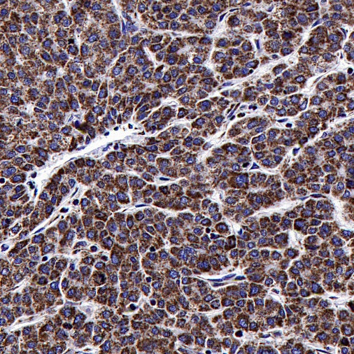Mitofilin Recombinant Rabbit mAb (S-2277-37)