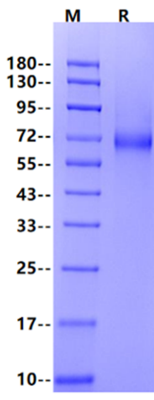 OX40/TNFRSF4/CD134 Fc Chimera Protein, Mouse