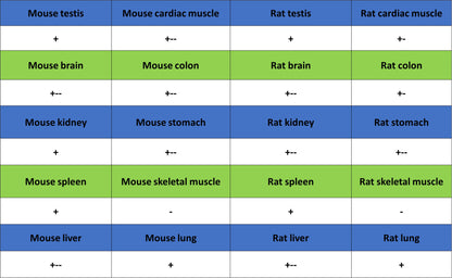 NF-kB p65 Recombinant Rabbit mAb (S-5142)