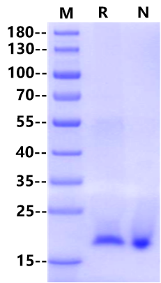 TWEAK Protein, Human