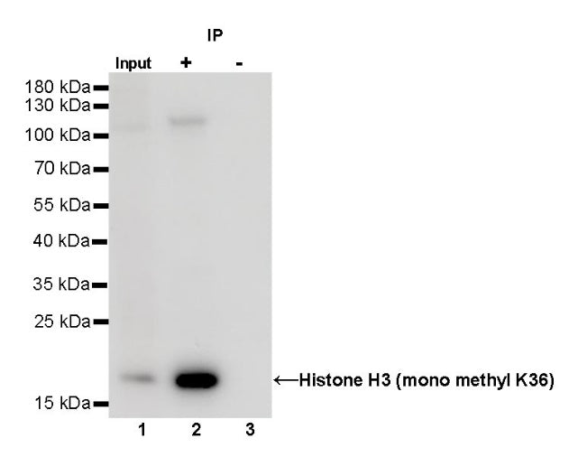Histone H3 (mono methyl K36) Recombinant Rabbit mAb (S-R211)