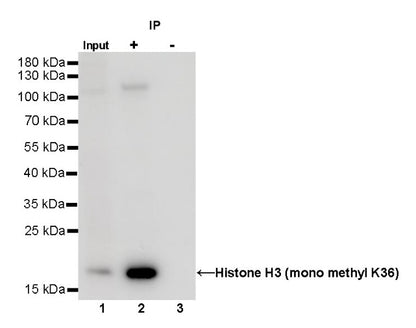 Histone H3 (mono methyl K36) Recombinant Rabbit mAb (S-R211)