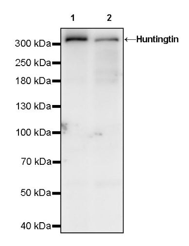 Huntingtin Recombinant Rabbit mAb (S-1481-147)