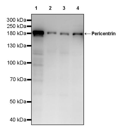Pericentrin Recombinant Rabbit mAb (S-3515-69)