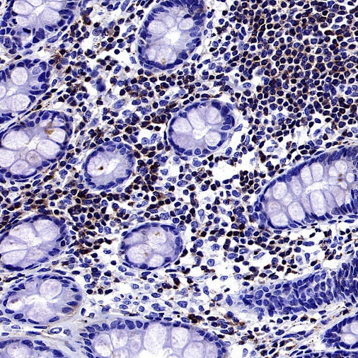 VAMP2 Recombinant Rabbit mAb (S-2359-2)