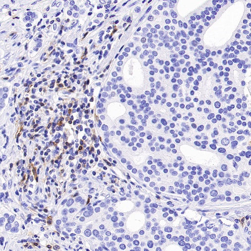 Rabbit Anti-Human CD27 Antibody (S-1205-49)