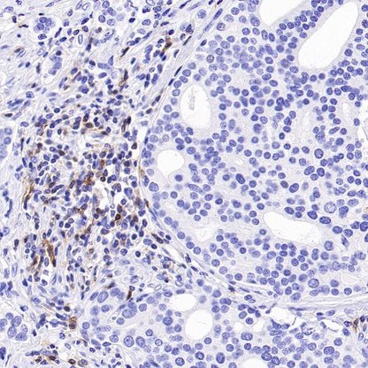 Rabbit Anti-Human CD27 Antibody (S-1205-49)